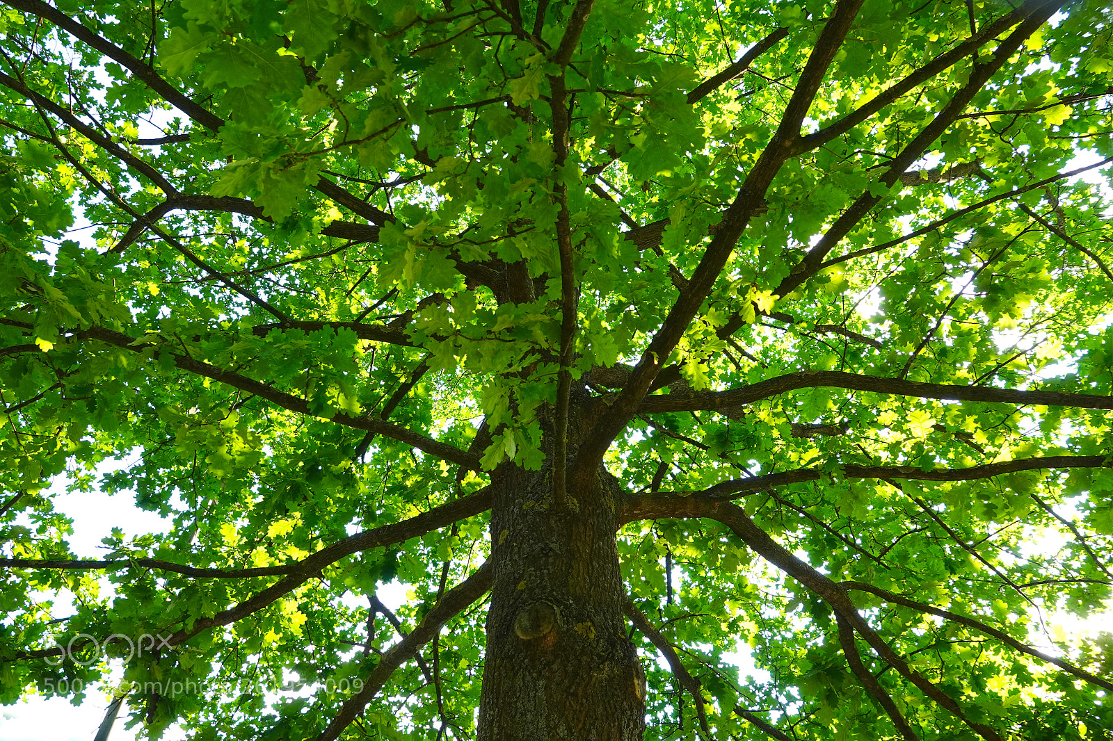 Sony Cyber-shot DSC-RX10 IV sample photo. Krone einer eiche photography