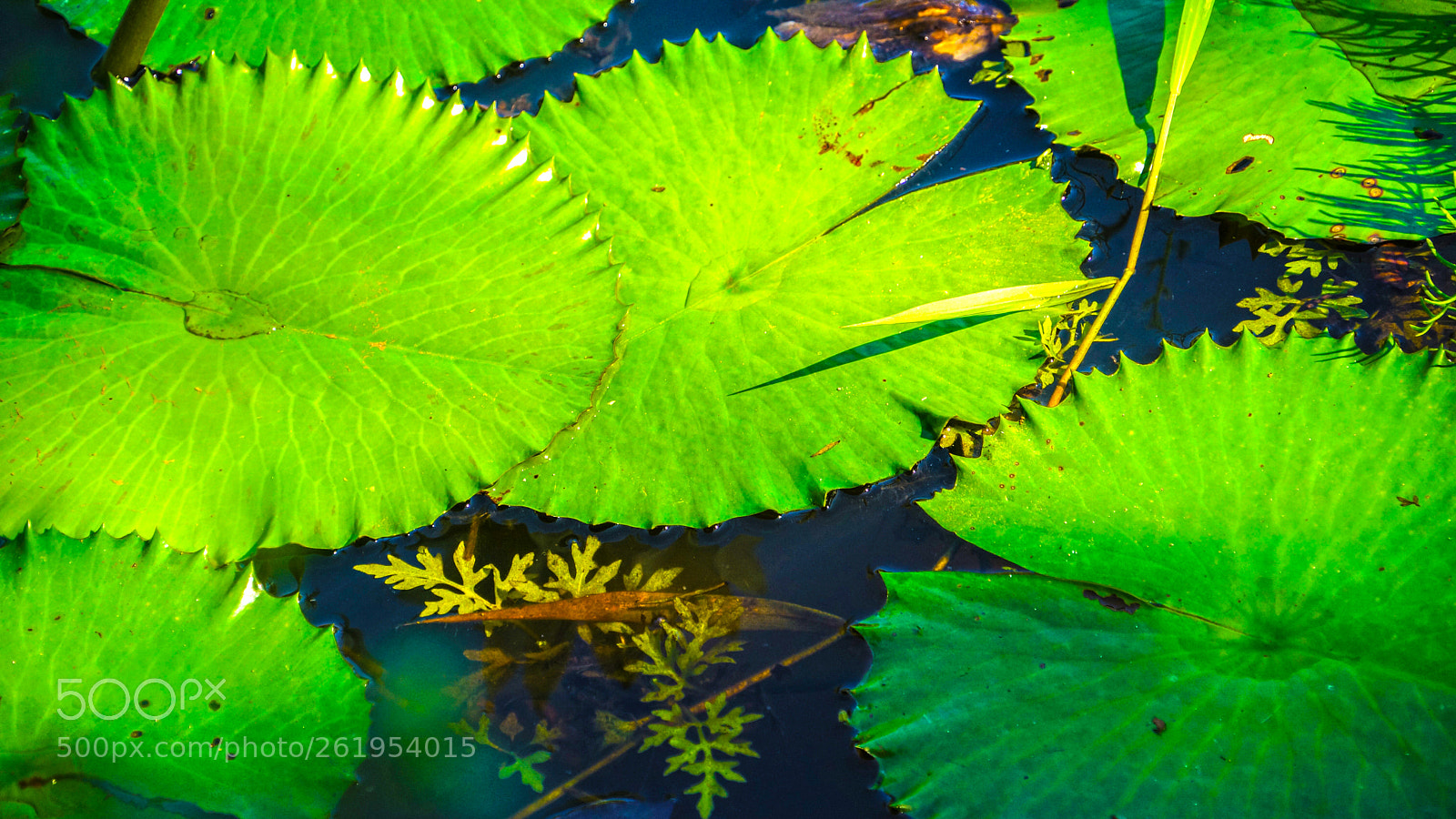 Sony Alpha NEX-7 sample photo. Lotus leaf photography