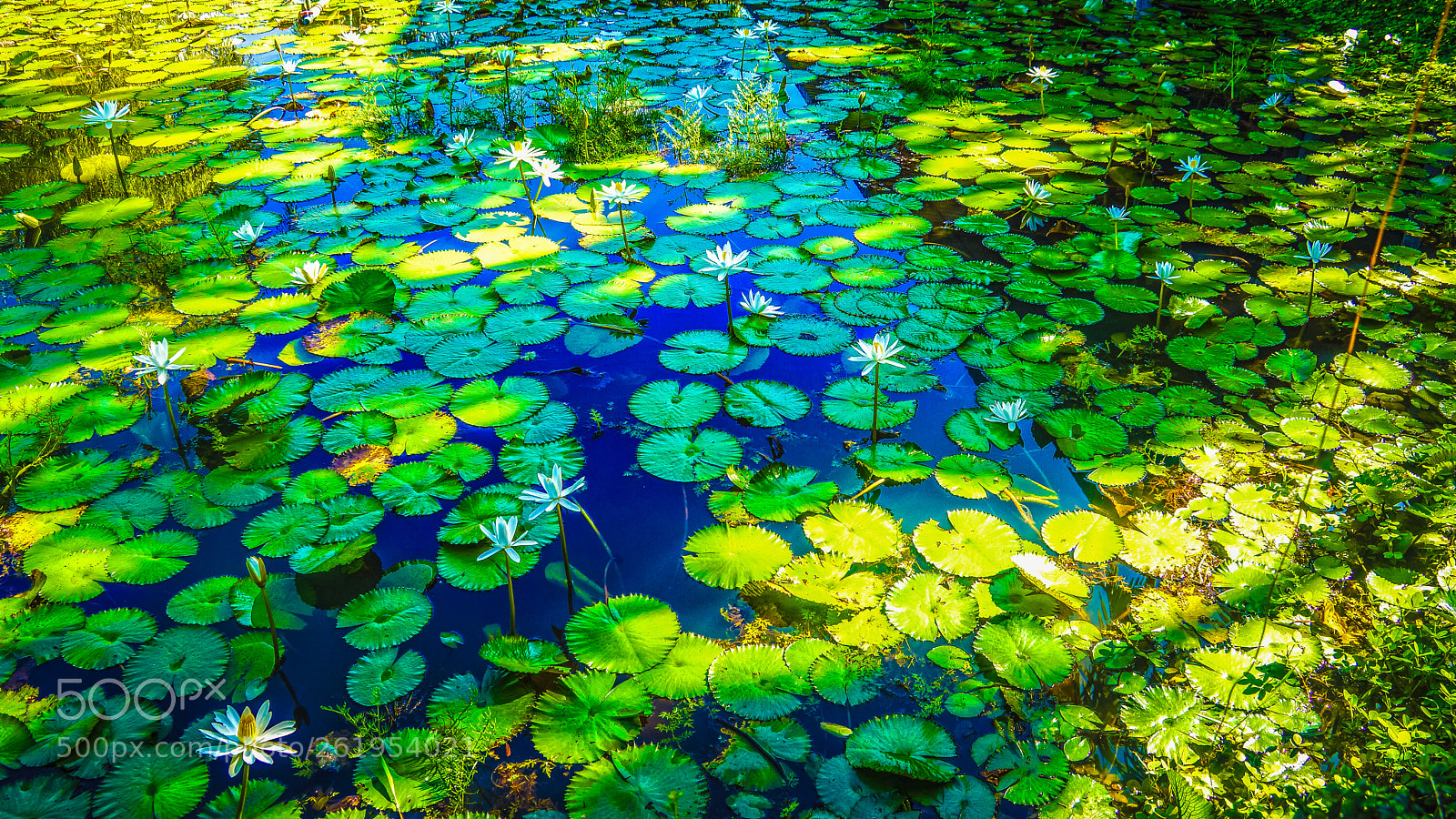 Sony Alpha NEX-7 sample photo. Lotus pond photography