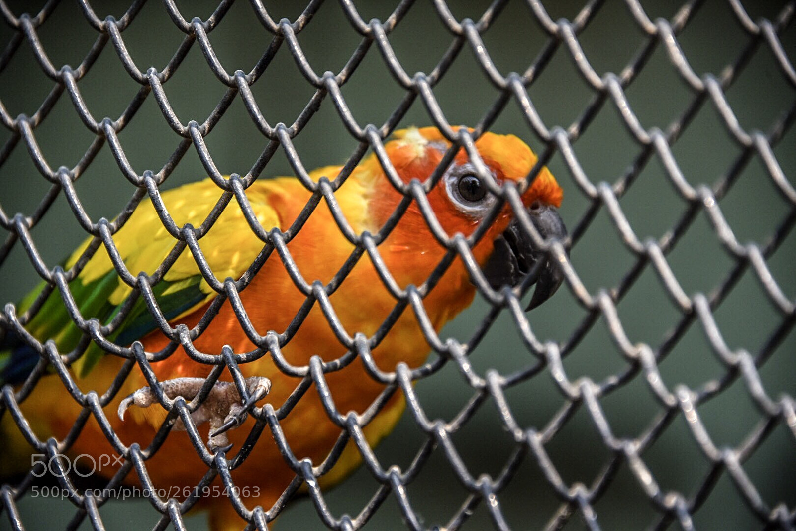 Nikon D750 sample photo. Caged! photography