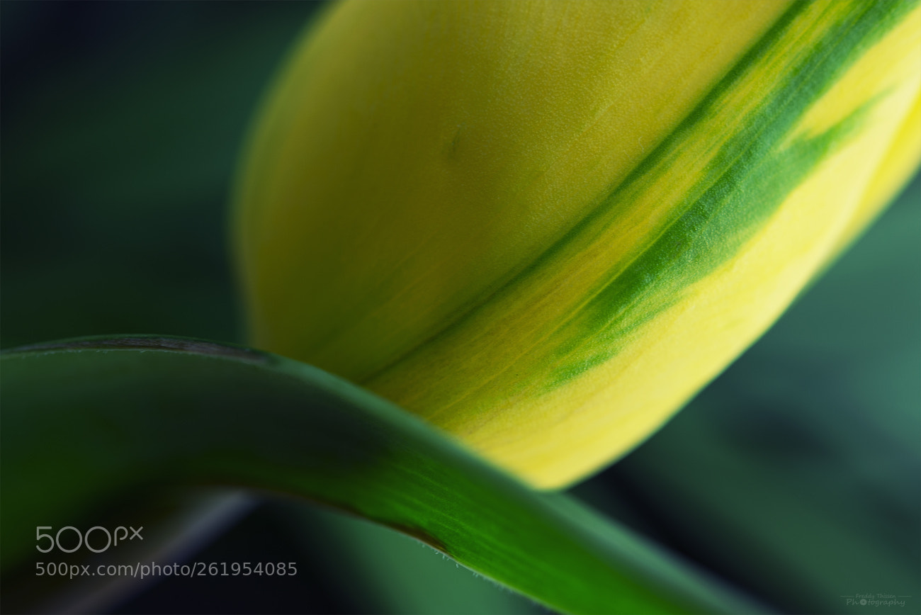 Nikon D600 sample photo. Tulip-macro photography