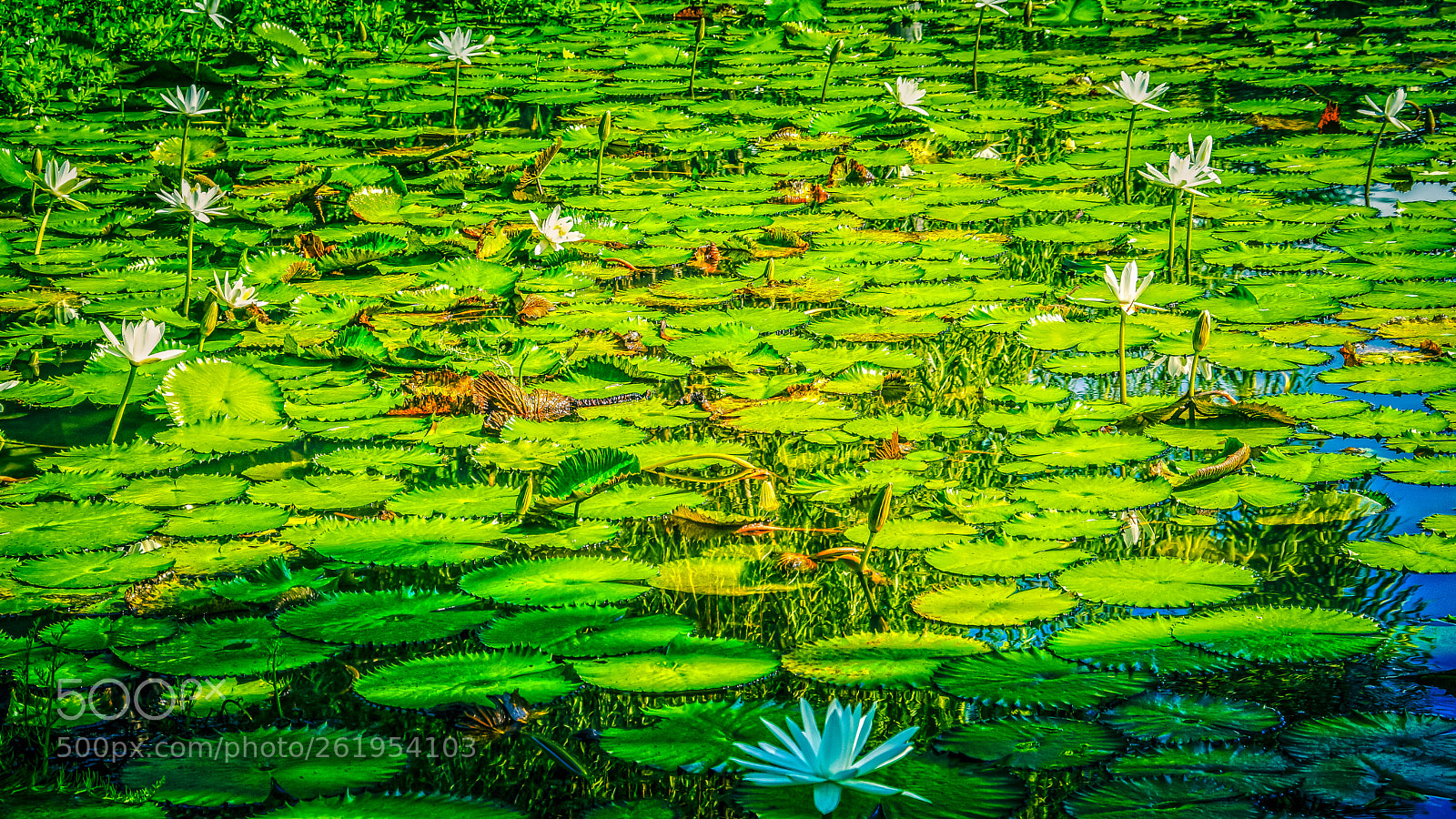Sony Alpha NEX-7 sample photo. Lotus pond 1 photography