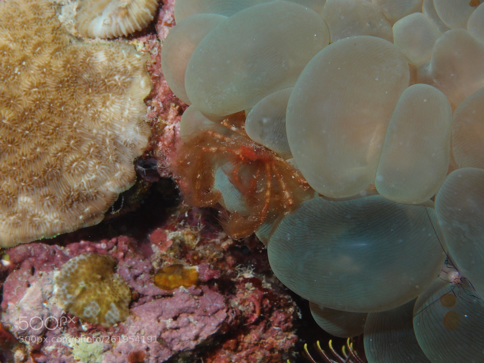 Olympus XZ-1 sample photo. Hairy orangutan crab photography