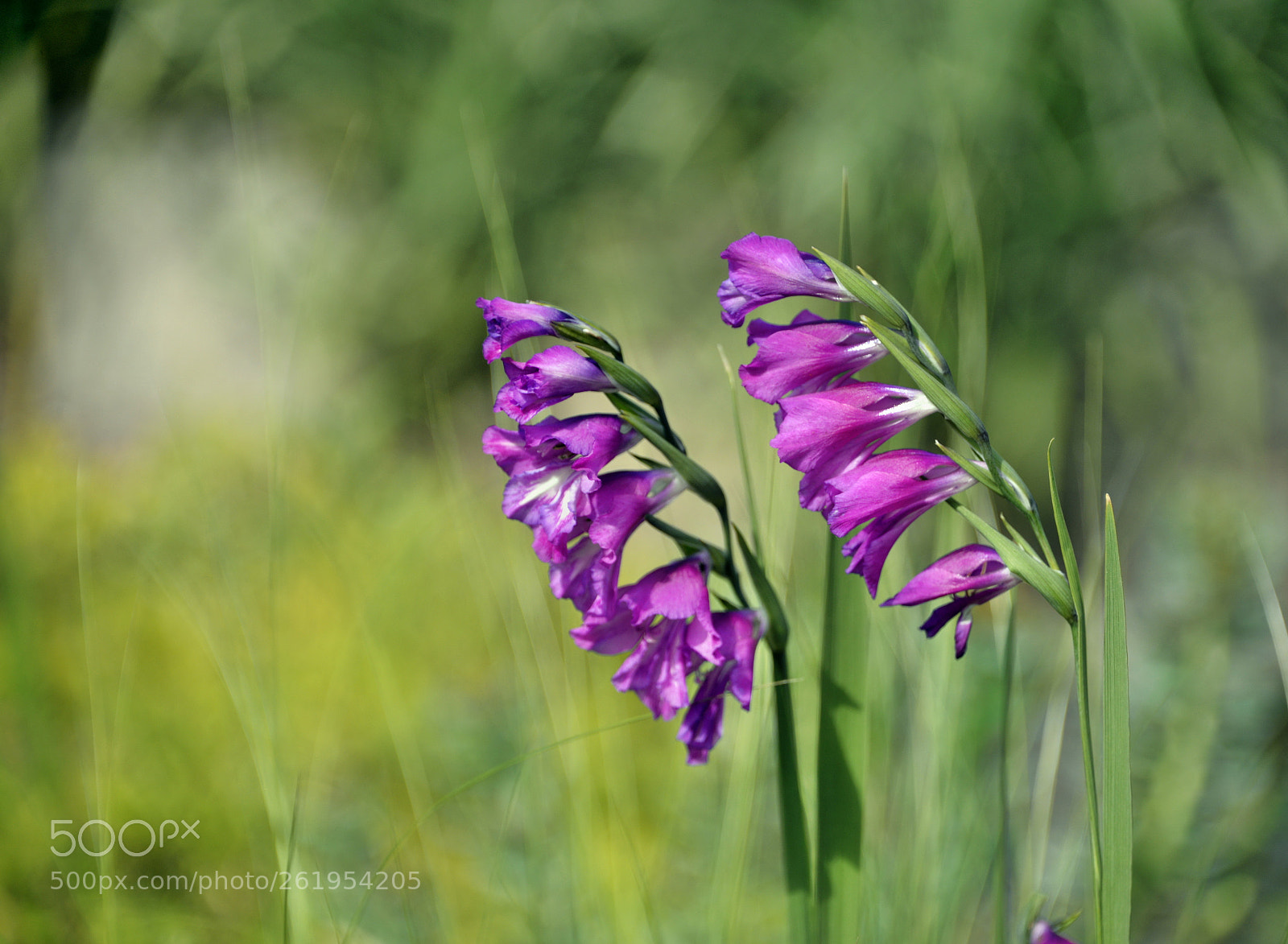 Nikon D610 sample photo. Campanulas photography