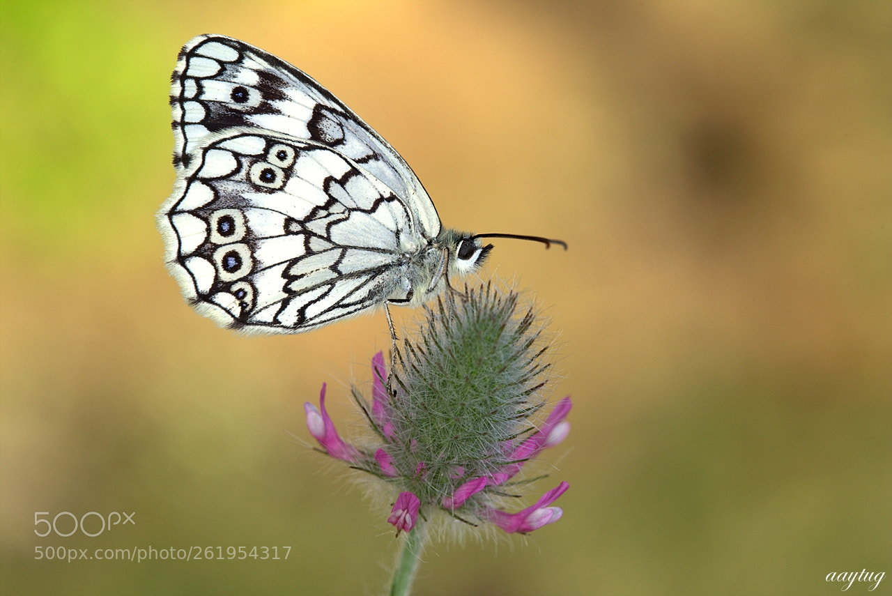 Canon EF 100mm F2.8 Macro USM sample photo. ... photography