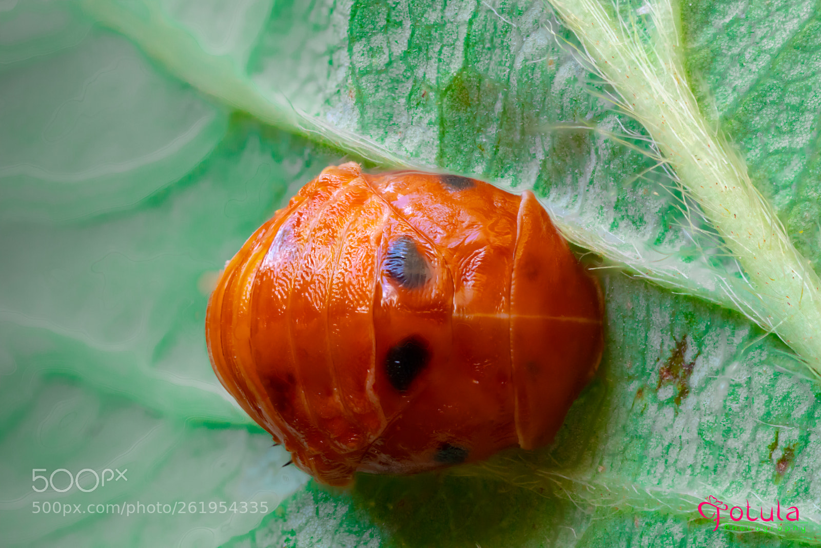 Canon EOS M5 sample photo. Ladybug in cover :-) photography