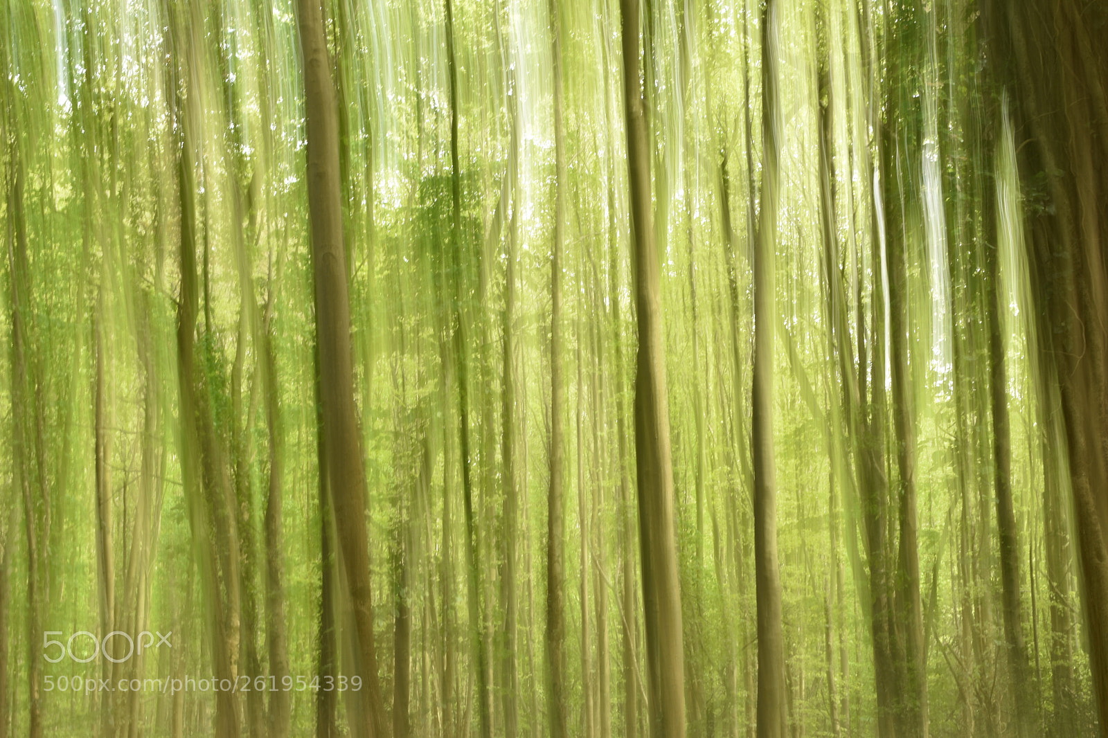 Nikon D5600 sample photo. Forest of silence photography