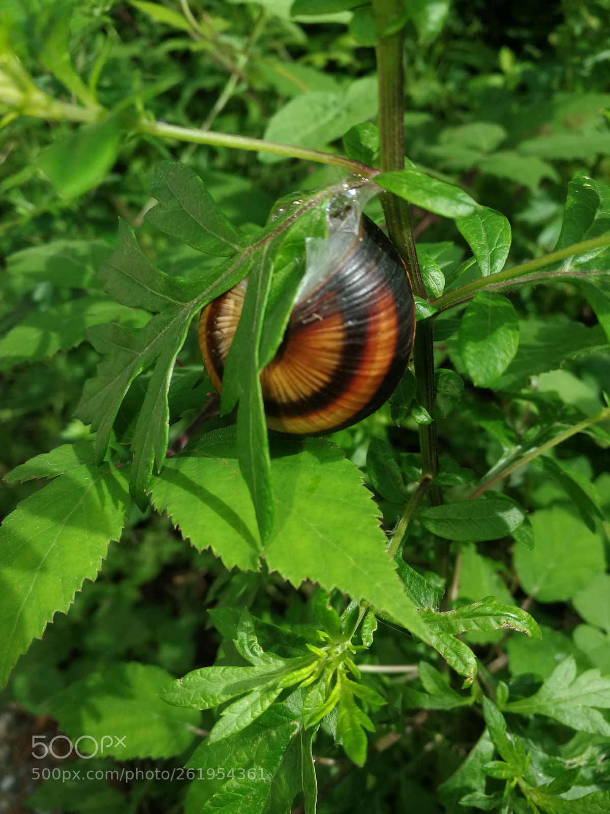 HUAWEI P10 sample photo. Snail photography