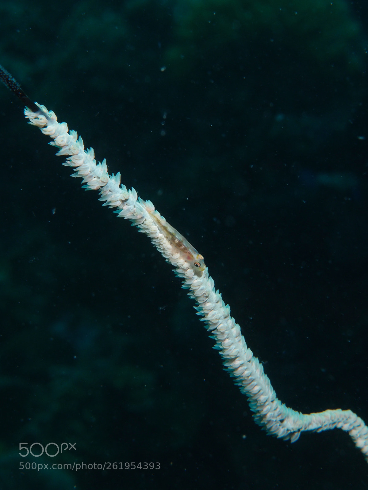 Olympus XZ-1 sample photo. Sea whip goby photography