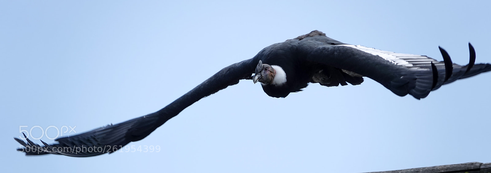 Sony Cyber-shot DSC-RX10 IV sample photo. Great wings photography