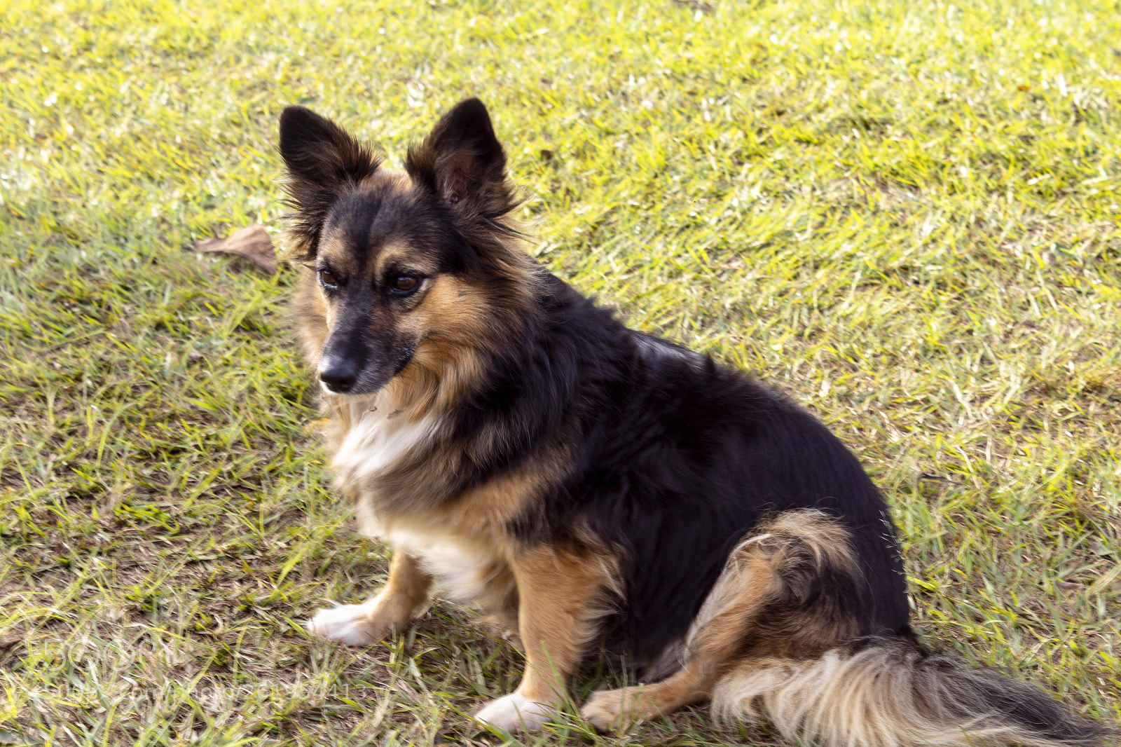 Canon EOS 1300D (EOS Rebel T6 / EOS Kiss X80) sample photo. Just a dog photography