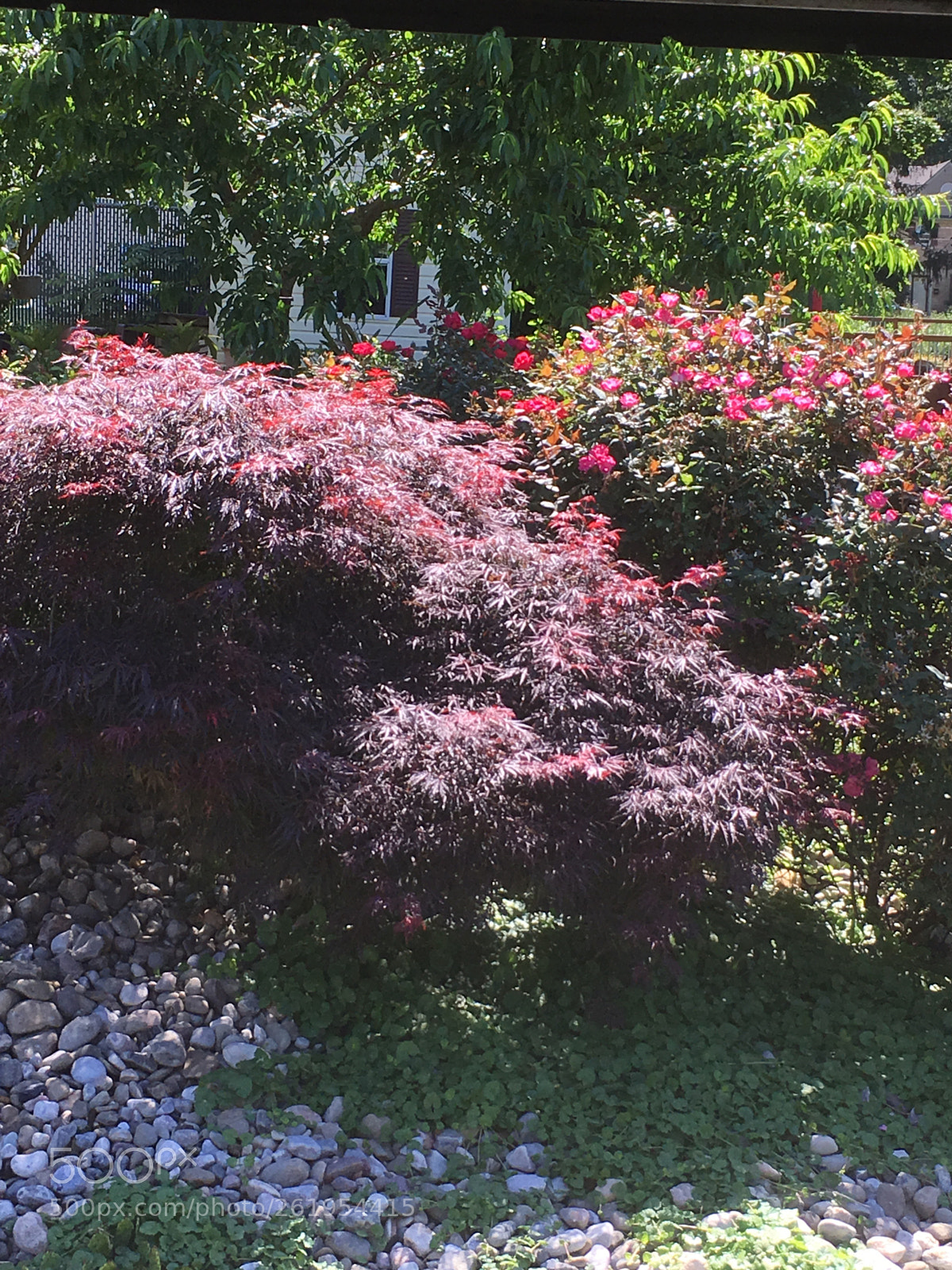 Apple iPhone 6s Plus sample photo. Wender photography