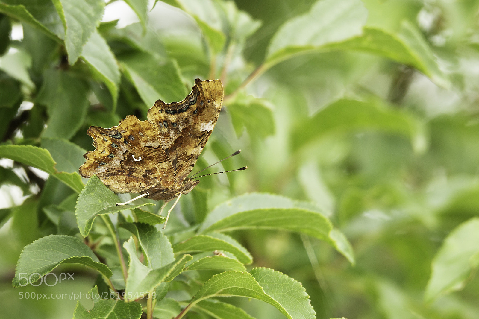 Canon EOS 6D sample photo. Butterfly photography