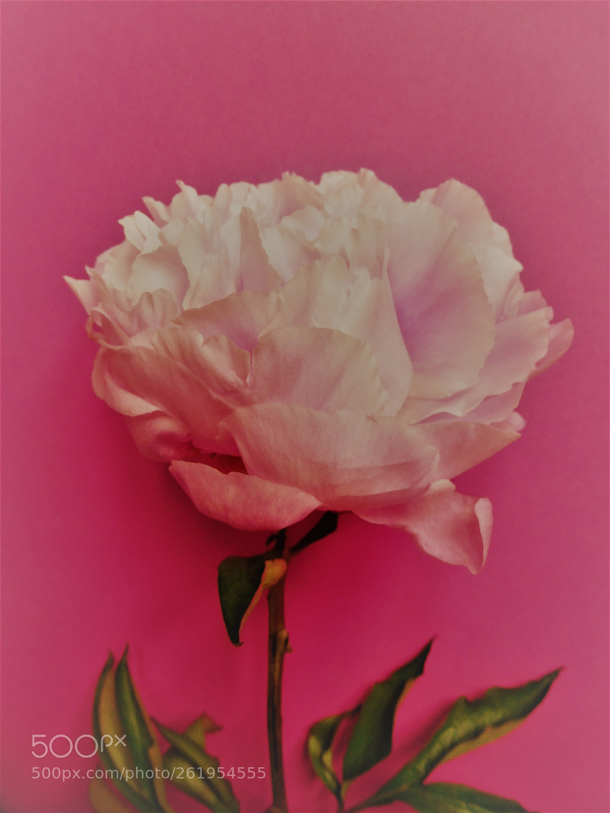 Nikon Coolpix S7000 sample photo. Powder puff - pink photography