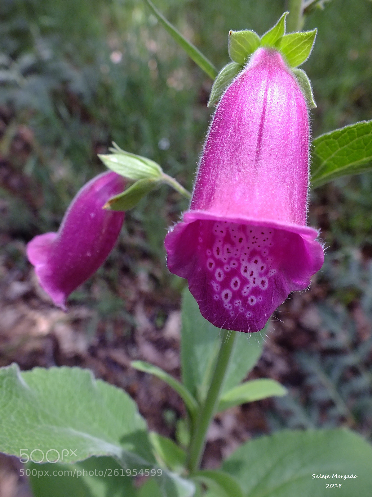 Fujifilm FinePix HS30EXR sample photo. Digitalis purpurea photography