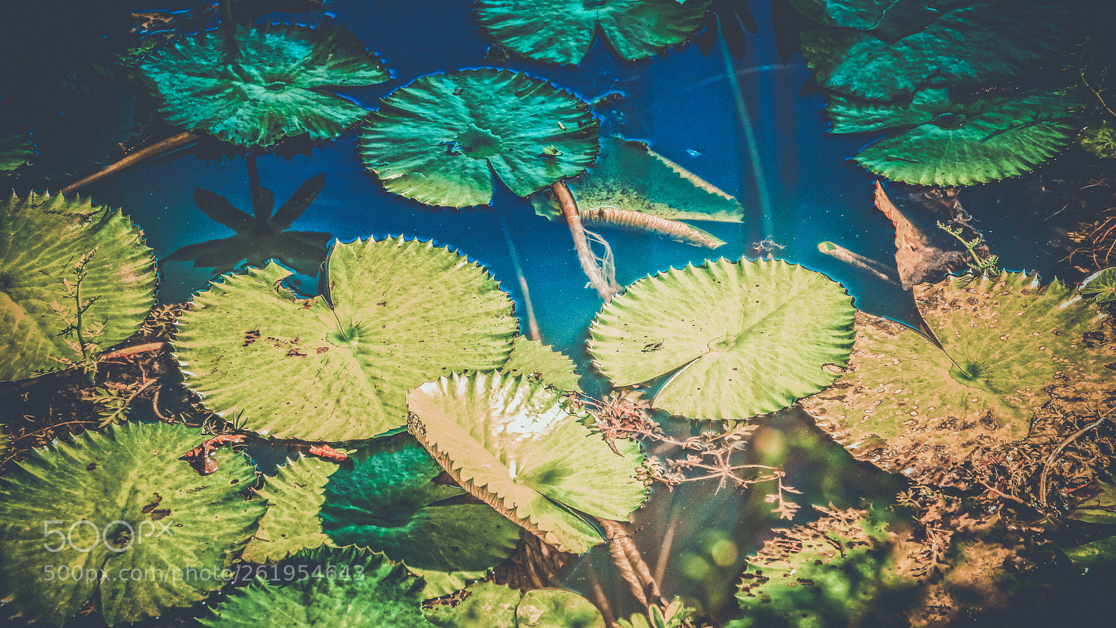 Sony Alpha NEX-7 sample photo. Lotus pond photography