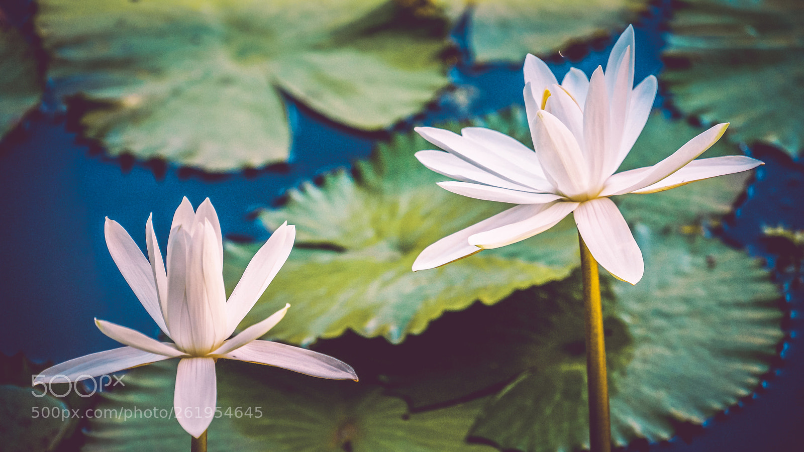 Sony Alpha NEX-7 sample photo. Lotus photography