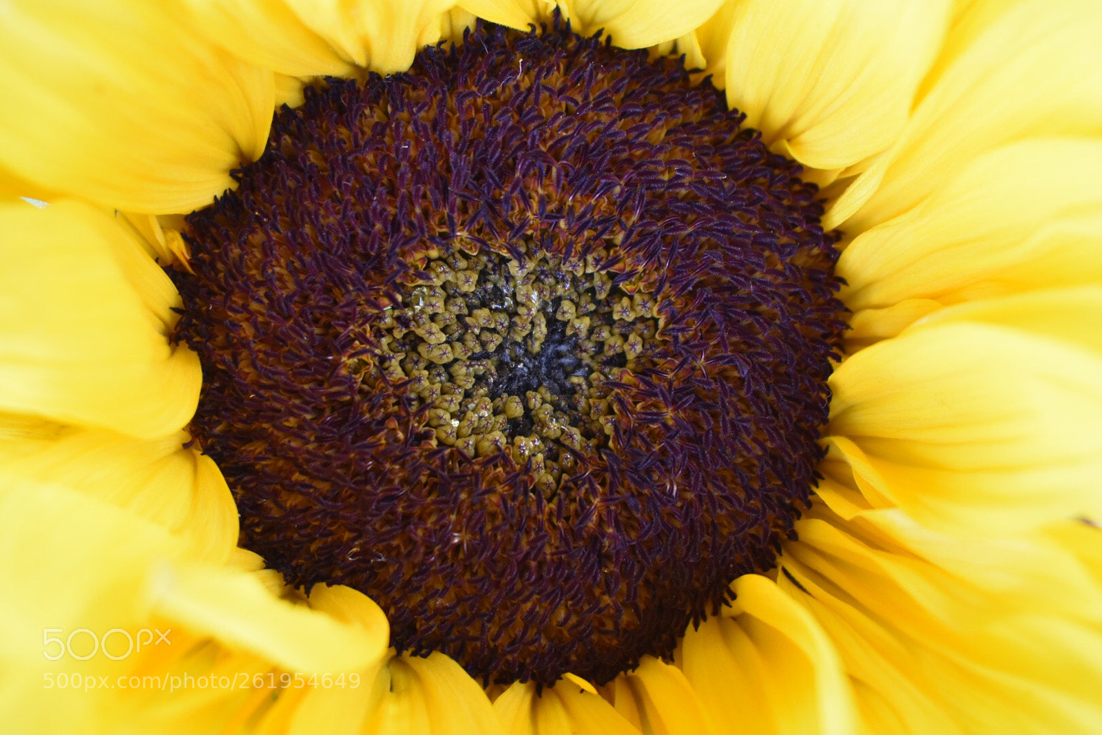 Nikon D3400 sample photo. Sunflower photography