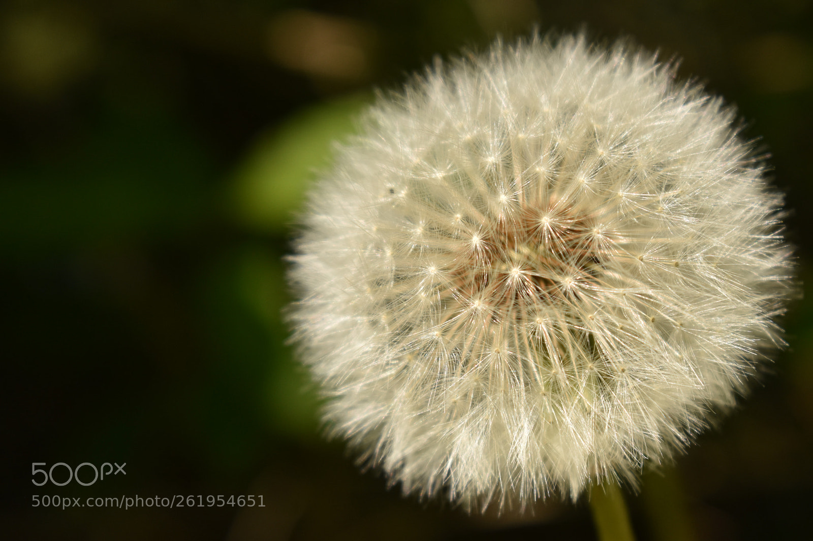 Nikon D5600 sample photo. Wishing flower photography