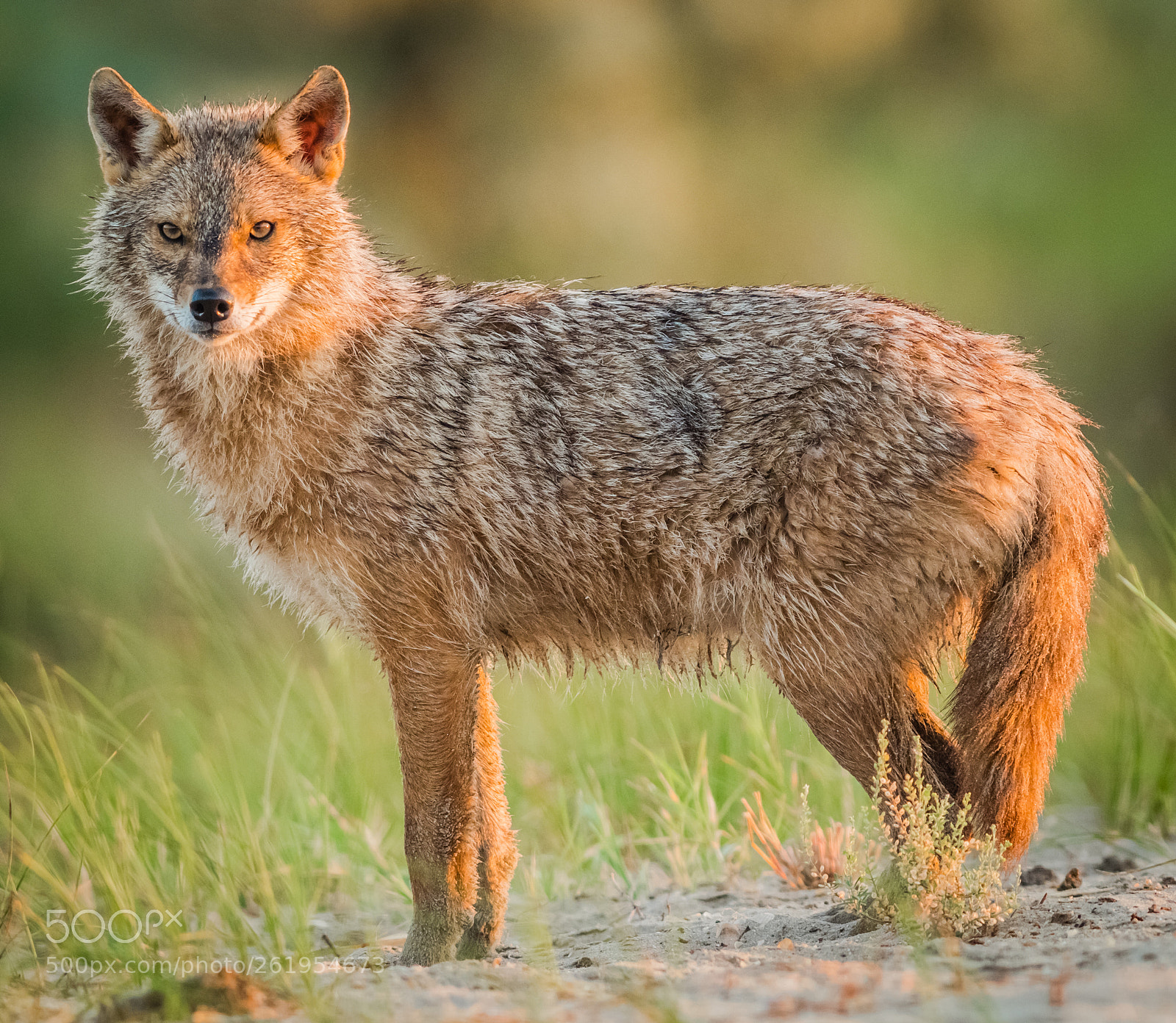 Olympus OM-D E-M1 Mark II sample photo. Jackal #2 photography