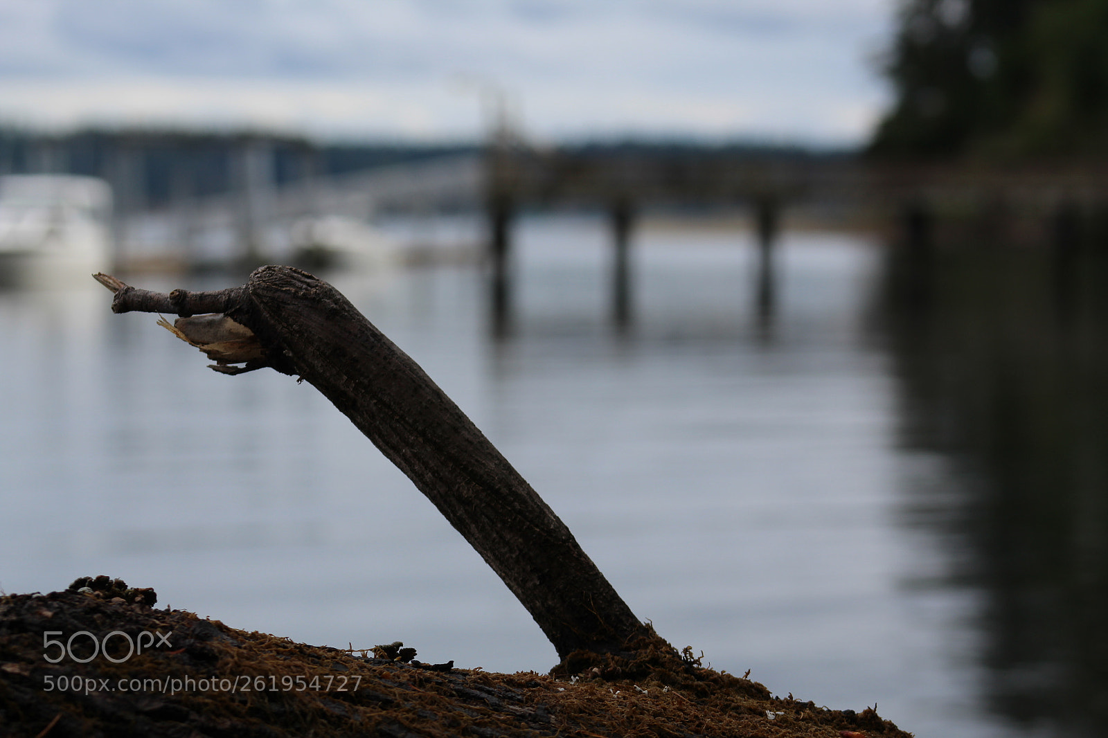 Canon EF 75-300mm f/4-5.6 sample photo. Lonely logs photography