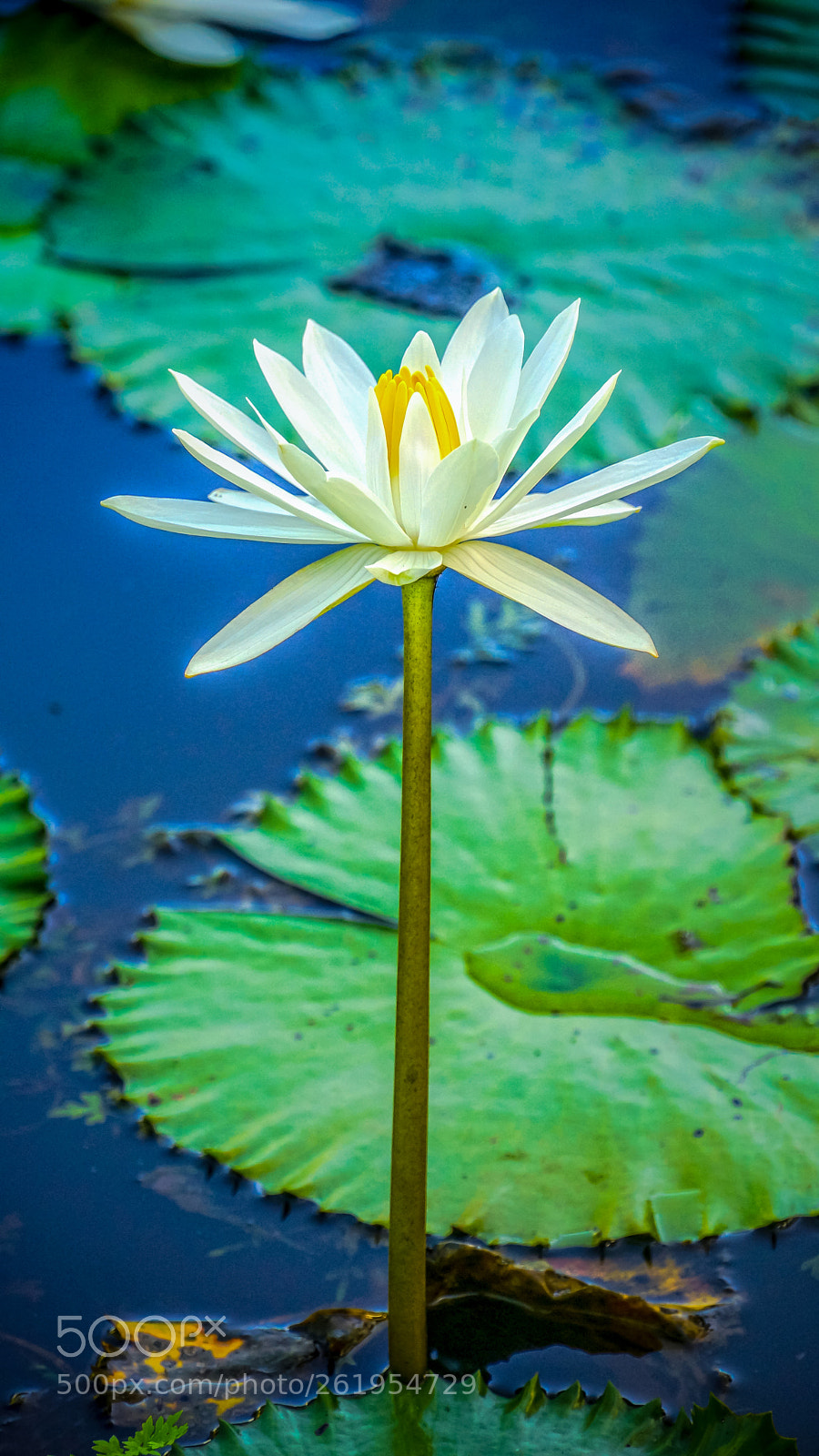 Sony Alpha NEX-7 sample photo. Lotus 1 photography