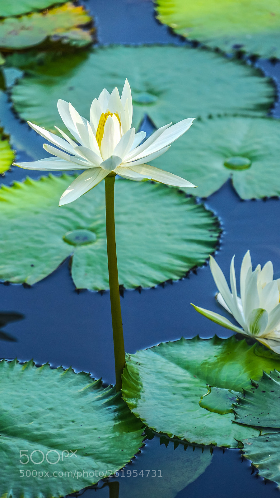 Sony Alpha NEX-7 sample photo. Lotus 2 photography