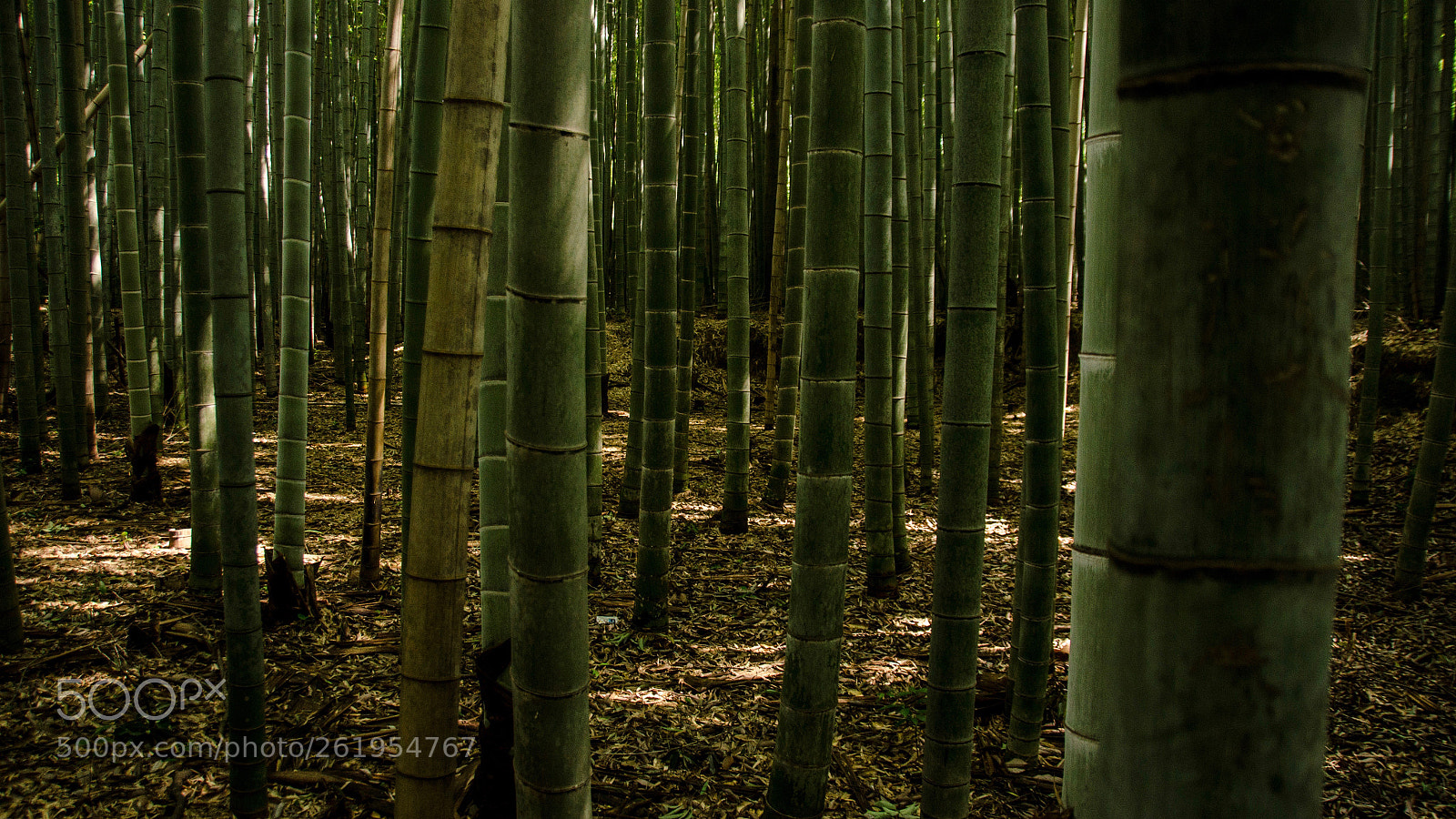 Nikon D7000 sample photo. Bosque de bambú photography