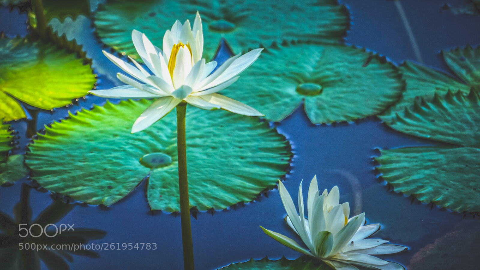 Sony Alpha NEX-7 sample photo. Lotus 3 photography