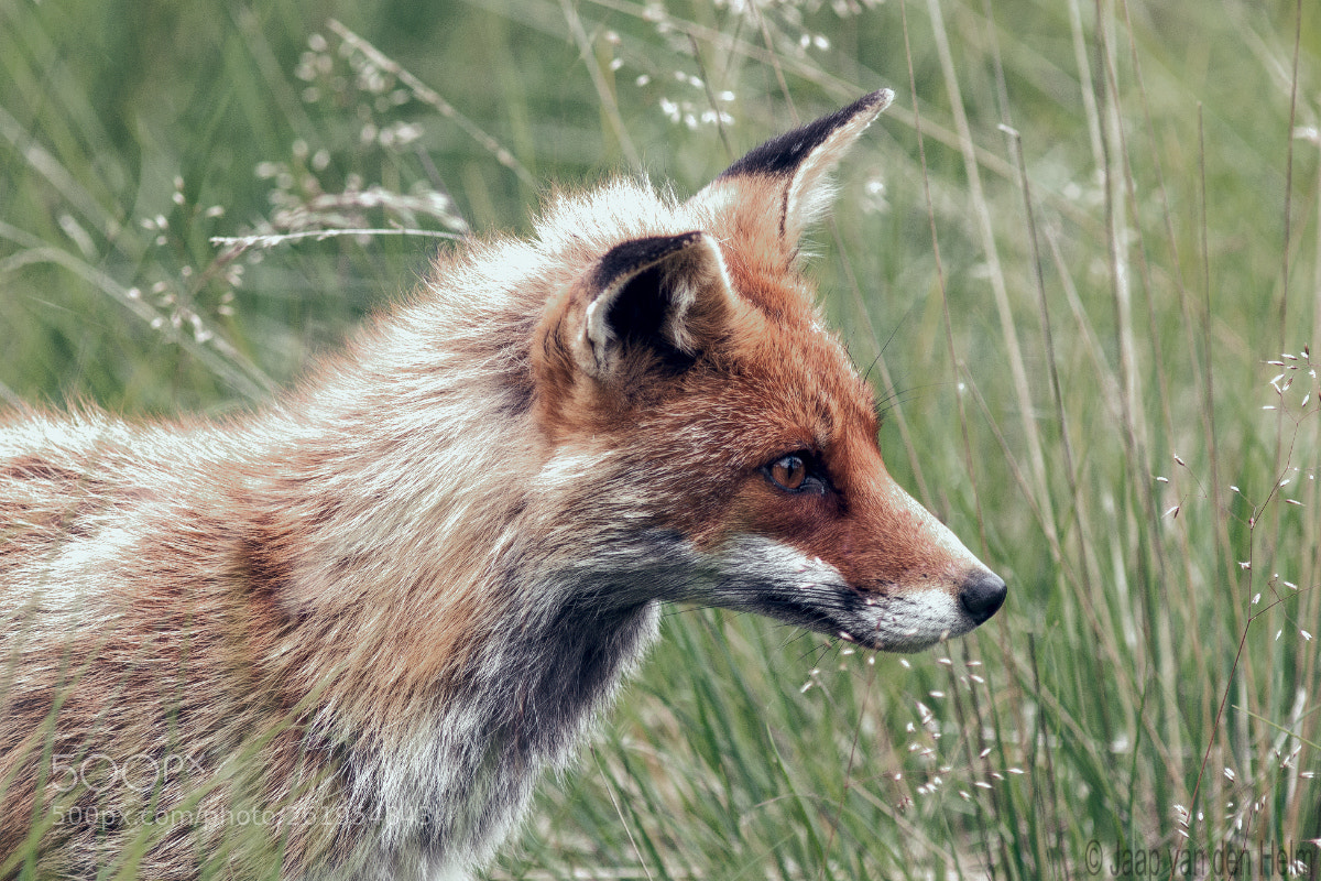 Canon EOS 70D sample photo. Fox photography