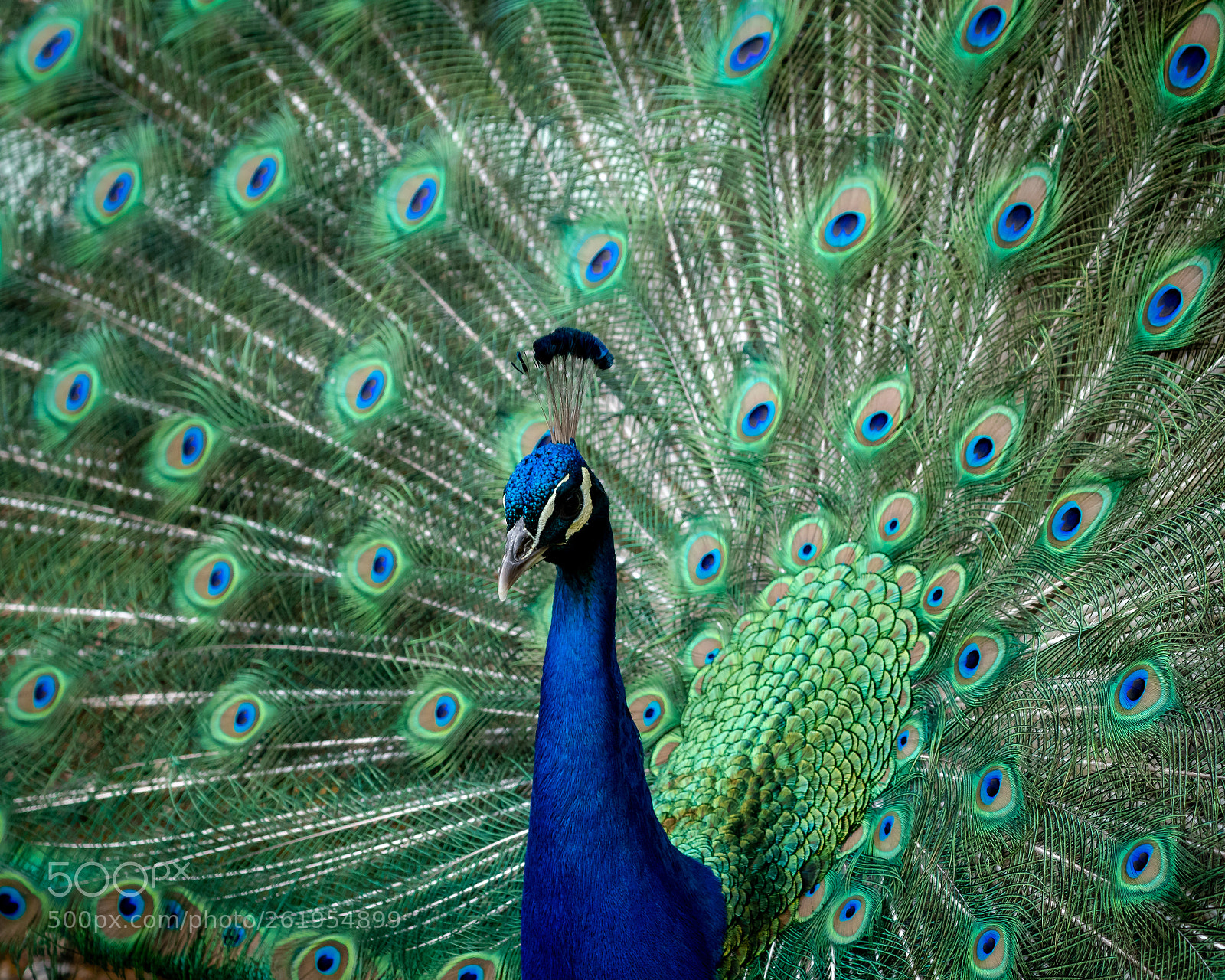Nikon D500 sample photo. Eyes photography