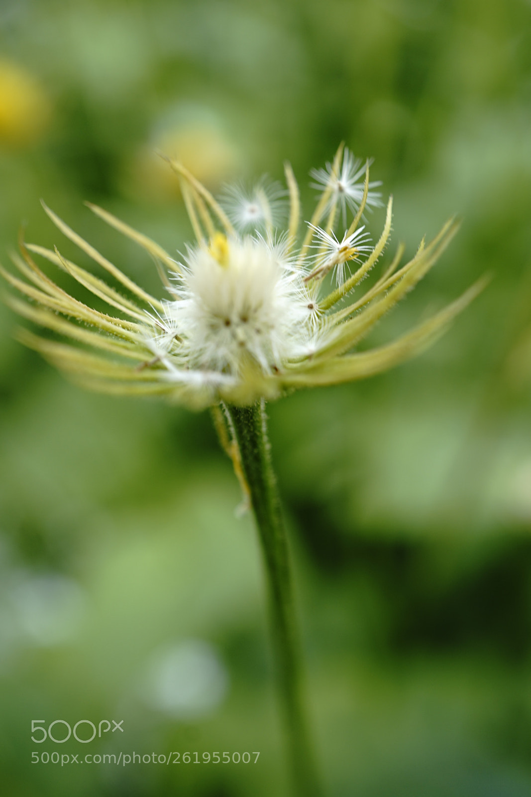 Sony a7 II sample photo. Tuesday macro photography