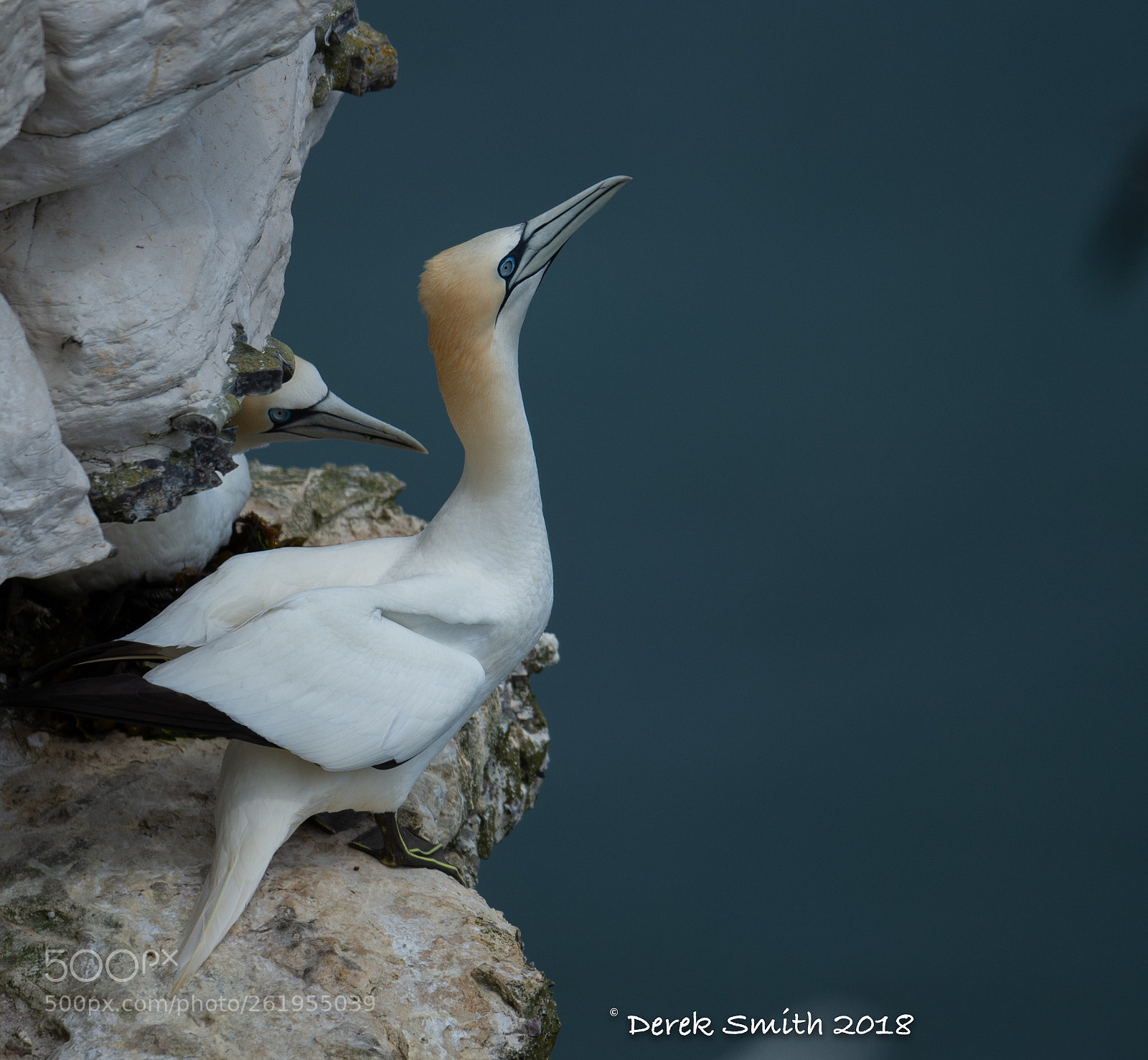 Nikon D4S sample photo. Gannets photography
