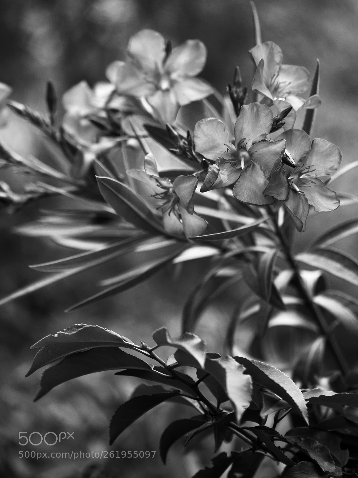 Panasonic Lumix DC-GX9 sample photo. Vêtues de noir photography