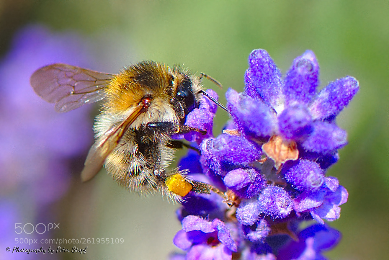 Nikon AF-S Micro-Nikkor 105mm F2.8G IF-ED VR sample photo. Hummel photography