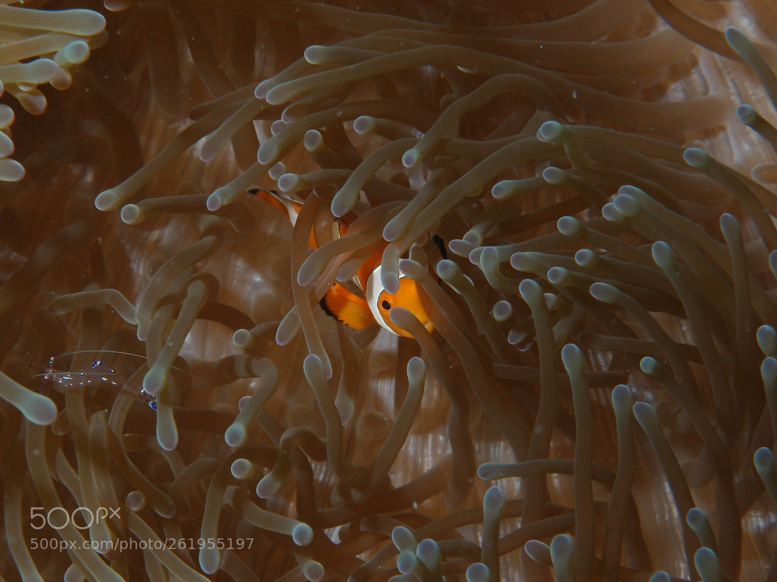 Olympus XZ-1 sample photo. Anemoneclown fish and shrimp photography