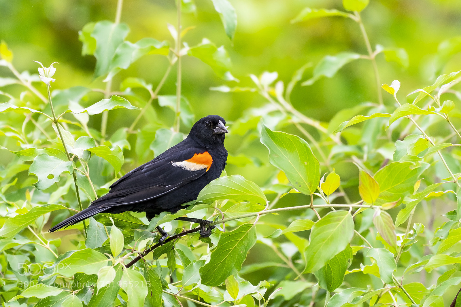 Nikon D500 sample photo. Red wing blackbird photography