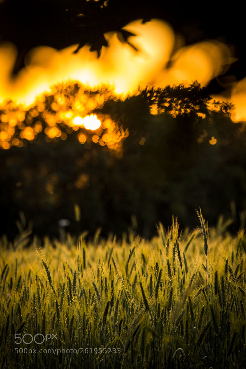 Canon EOS 6D sample photo. Sunset on the wheat photography