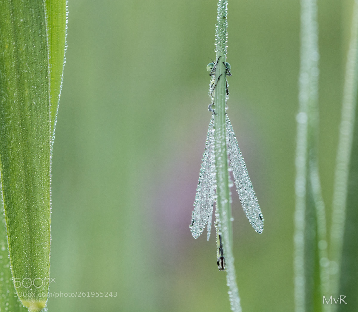 Nikon D7100 sample photo. Dragonfly photography