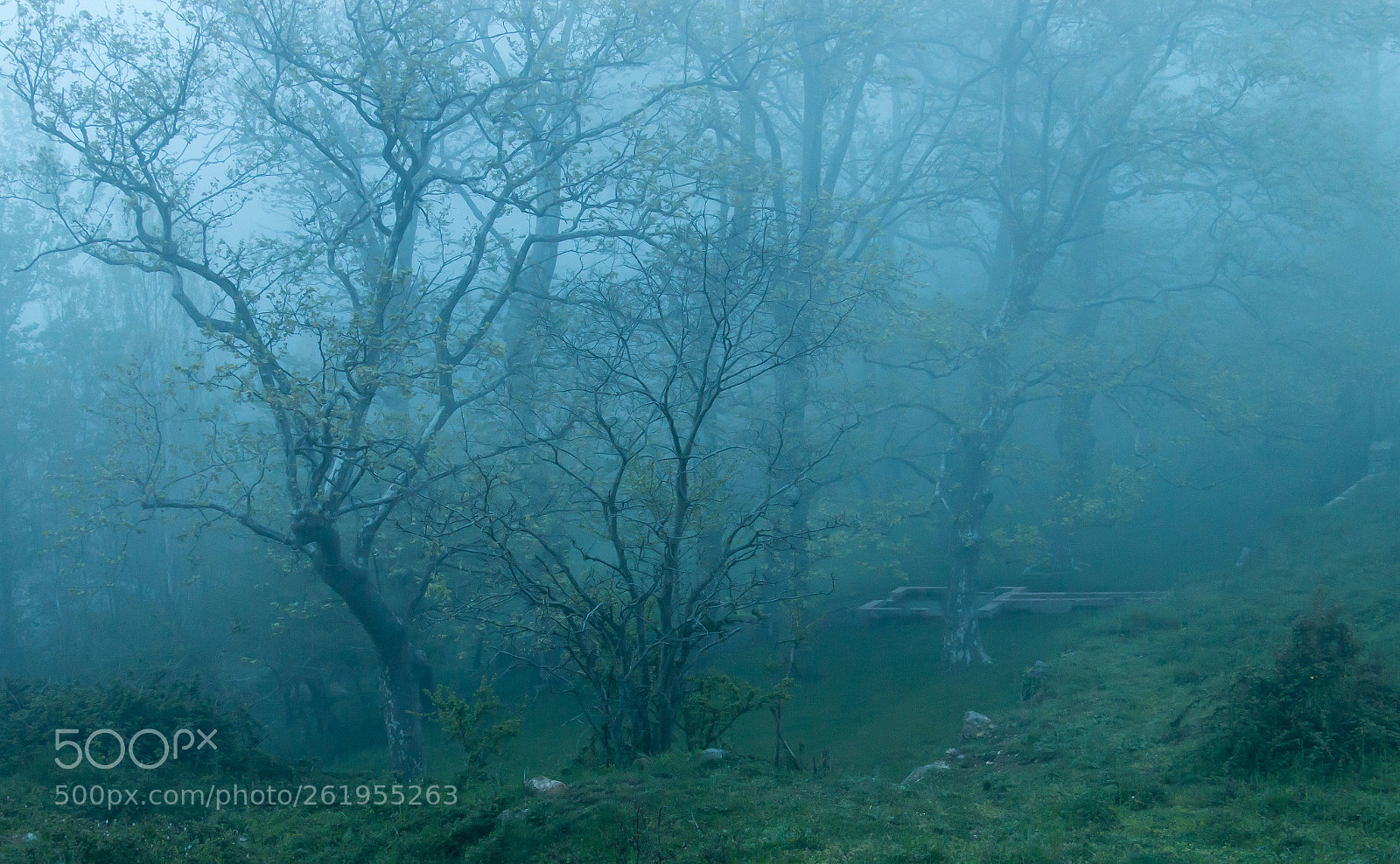 Canon EOS 70D sample photo. Moody forest photography