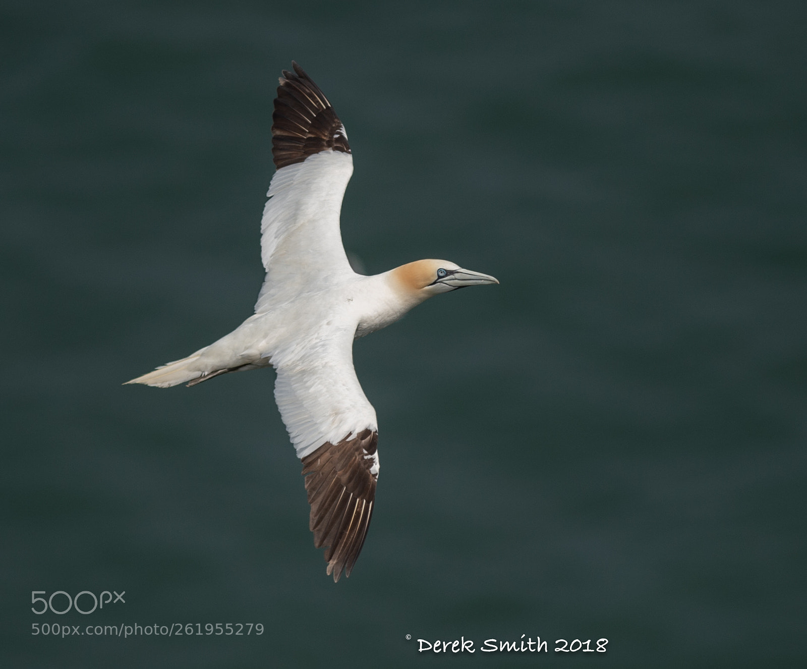 Nikon D4S sample photo. Gannets photography