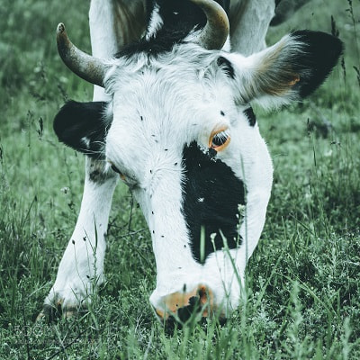 Nikon D7100 sample photo. Cow photography
