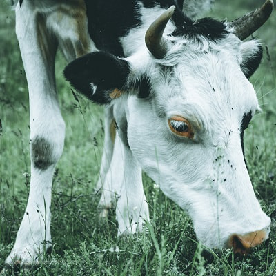 Nikon D7100 sample photo. Cow photography