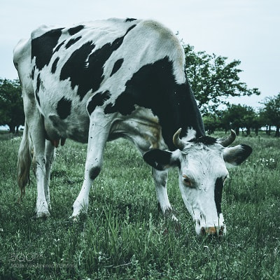 Nikon D7100 sample photo. Cow photography