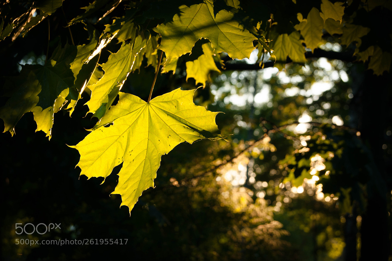 Sony Alpha DSLR-A290 sample photo. Light photography