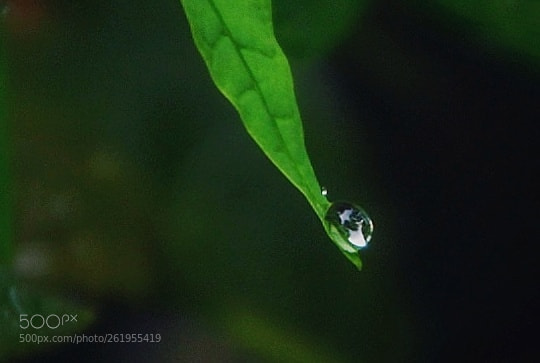 Canon EOS 1300D (EOS Rebel T6 / EOS Kiss X80) sample photo. Water drop photography