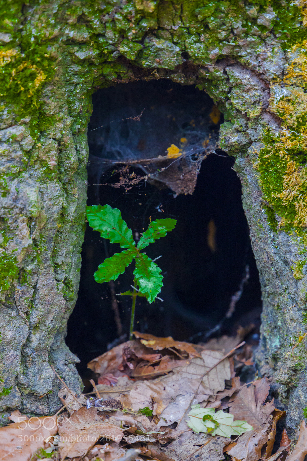 Canon EOS 5D Mark II sample photo. Life and death in photography