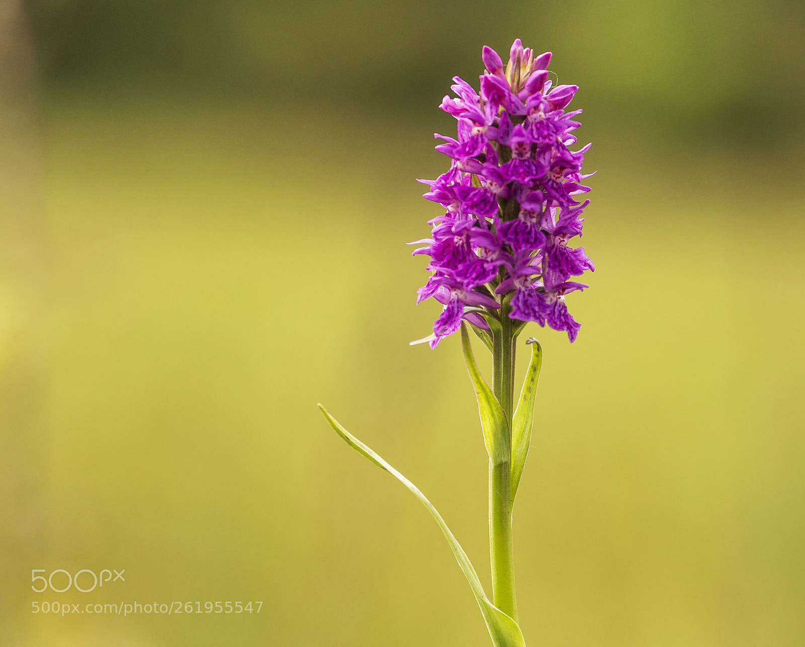 Canon EOS 70D sample photo. Northern marsh orchid photography