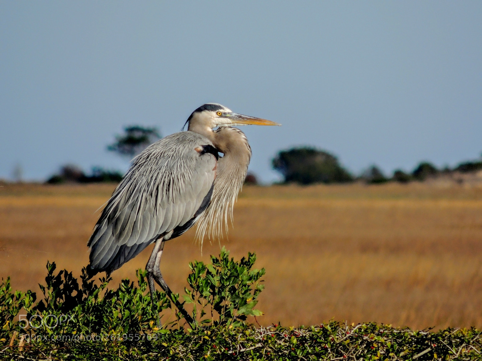 Nikon Coolpix P510 sample photo. Great blue heron photography