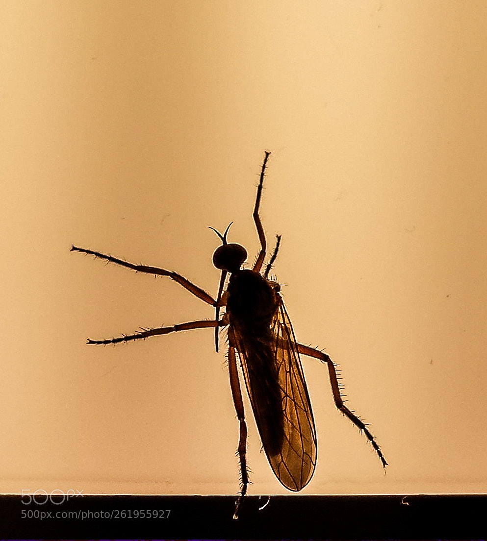 Samsung Galaxy S4 sample photo. Insect photography